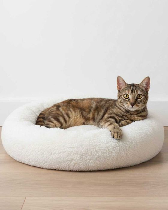 Setúbal / Margem Sul / Lisboa — ANA CLÁUDIA, gatinha para adoção