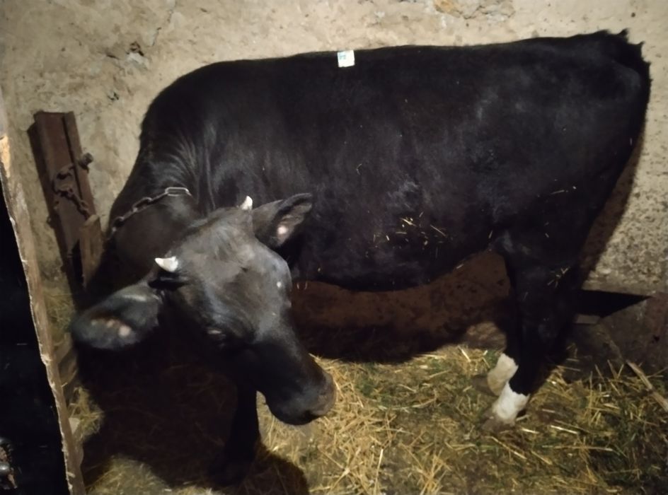 Телиця . Нетель .Heifer.