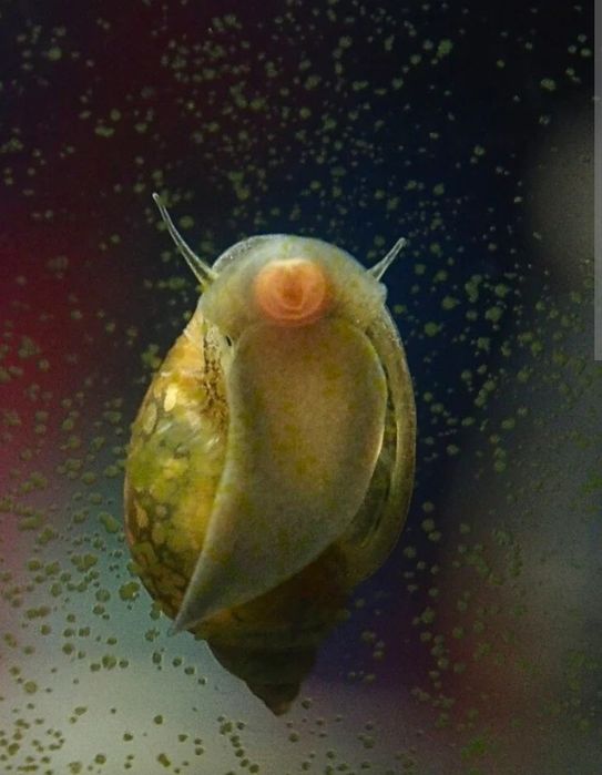 Pack Caracóis Physa e Trombeta