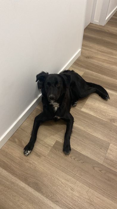 Adotar cão mistura lavrador com border collie