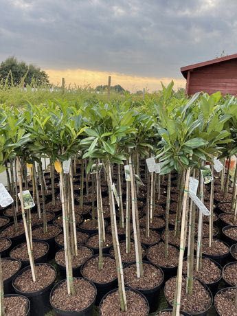 Laurowiśnia Novita na Pniu 100 cm 145 zł