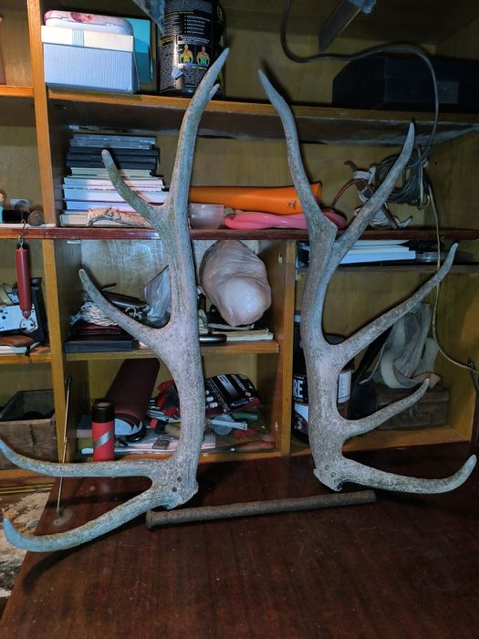 Рога благородного оленя