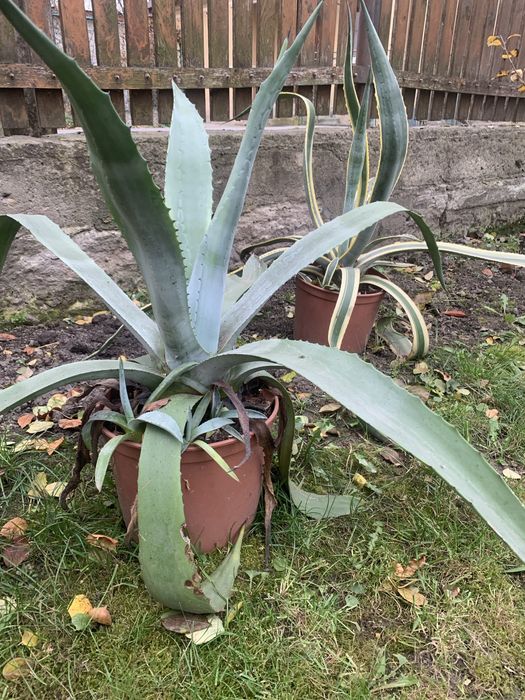 Кактуси (агава ) ,великі шестирічні