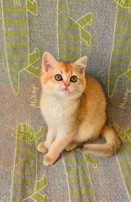 Шотландские котята (ЗОЛОТАЯ ШИНШИЛЛА)
