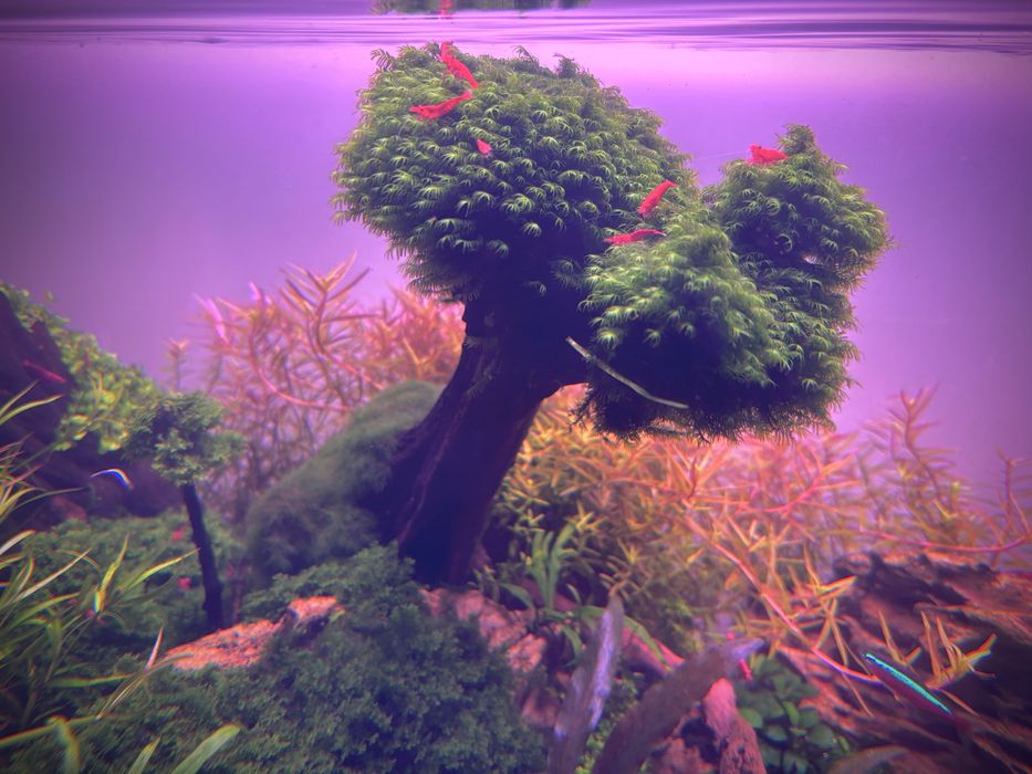 Camarões em São Marcos