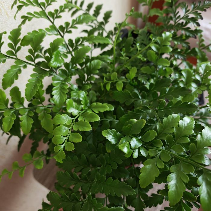 Продам Аспленіум Парваті - живородяща папорть