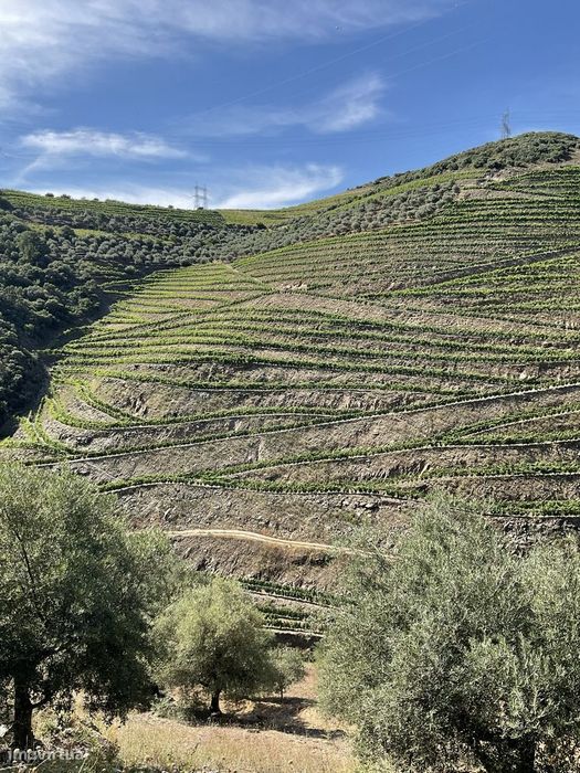 Quinta de 11ha no Coração do Douro com Vinha em Produção e Benefício