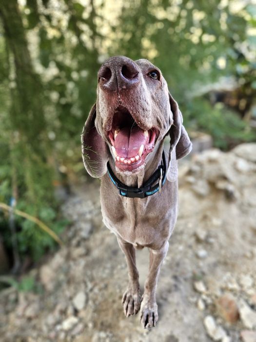 Hotel dla psów, opieka nad psem