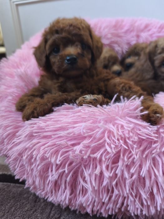 Чистокровні пуделя 1,5 місяця.