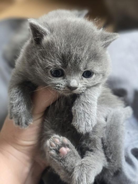 Kotka brytyjska niebieska