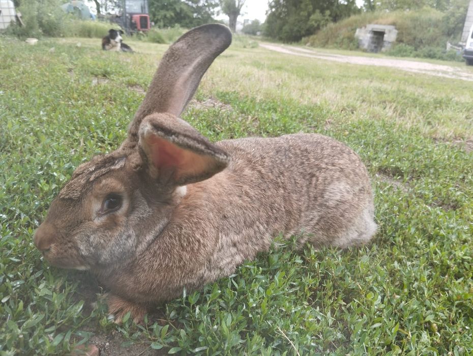 Samiec i Samica Belg