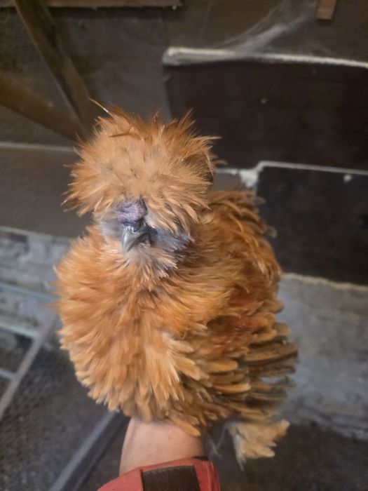 Kury araukany kury rosy kury silki