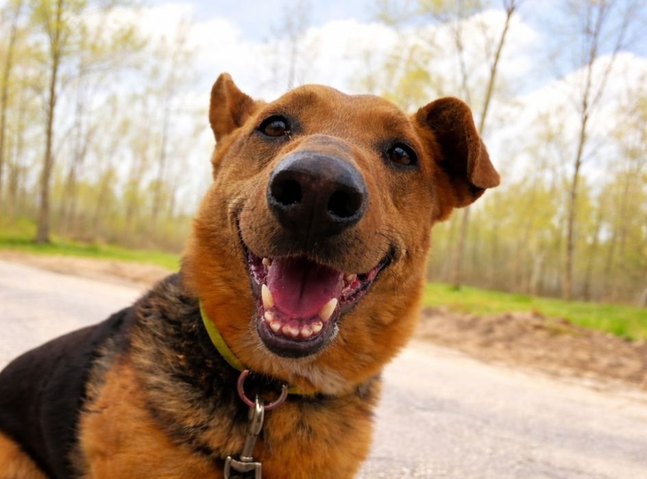 Misiu do adopcji