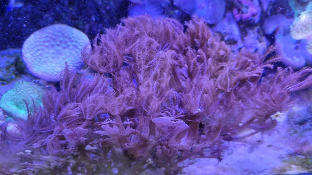 Anthelia szczepki lub bardzo duża, akwarium morskie koralowce miękkie