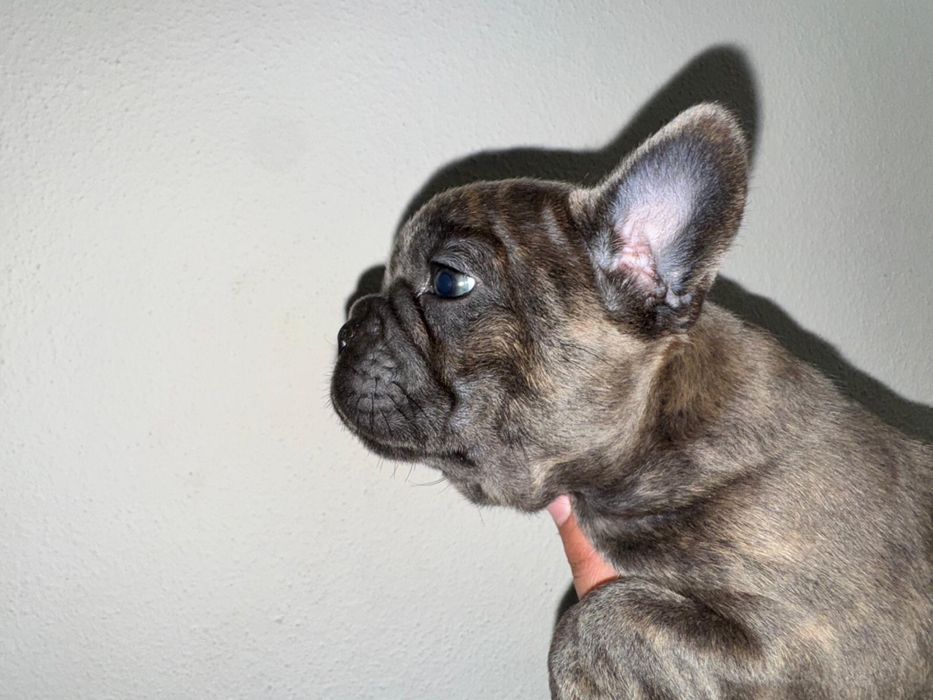 Bulldog Francês Blue