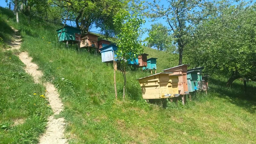 Бджолопакети, карпатка