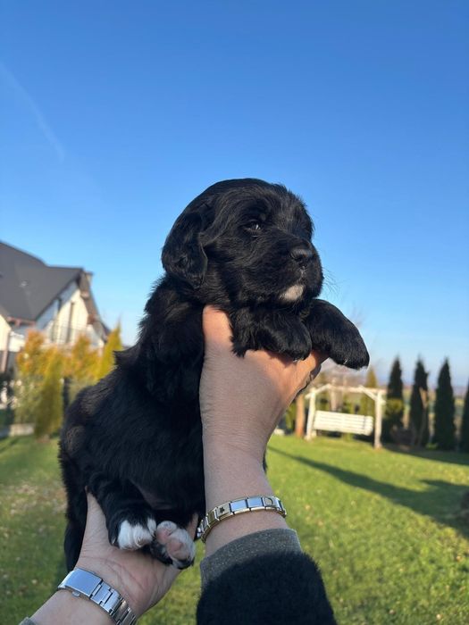 Golden Mountain Dog !Golden retiever+Berneński Pies Pasterski