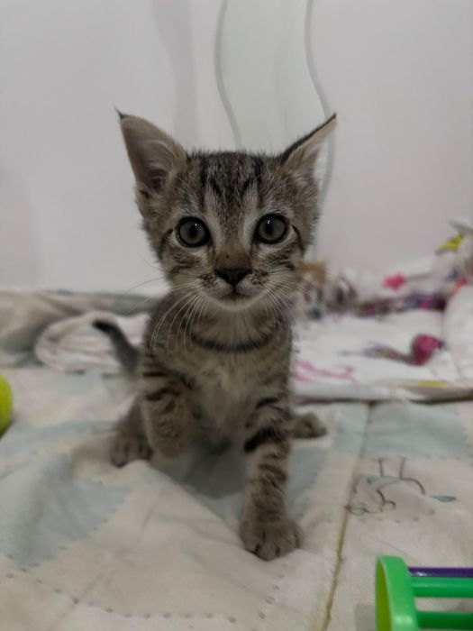 Gatinha e gatinho bebé com esterilização gratuita para adoção