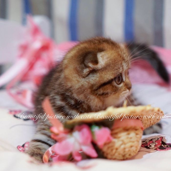 Чудові    кошенята