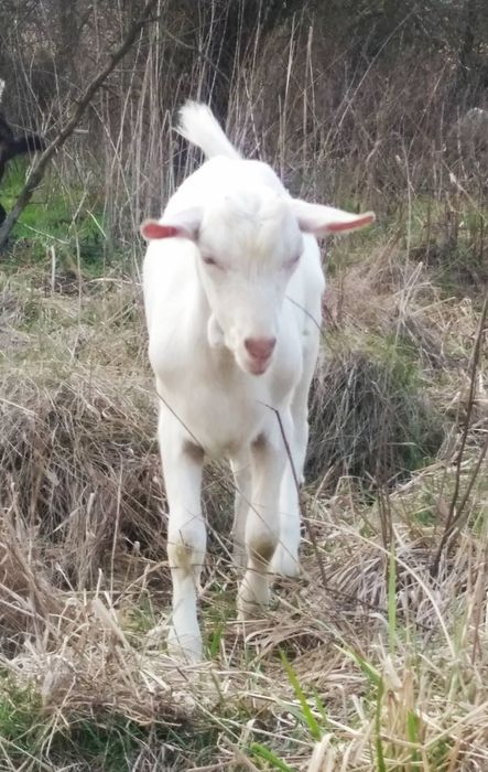 Козлик зааненский