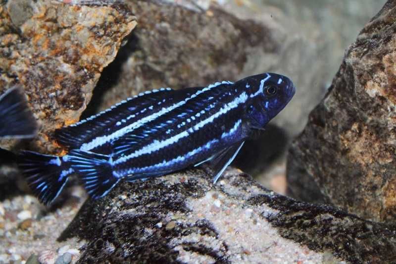 Maingano Ciclídeo Africano Malawi