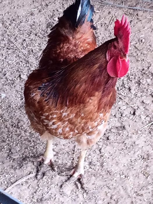 Galos adultos do campo