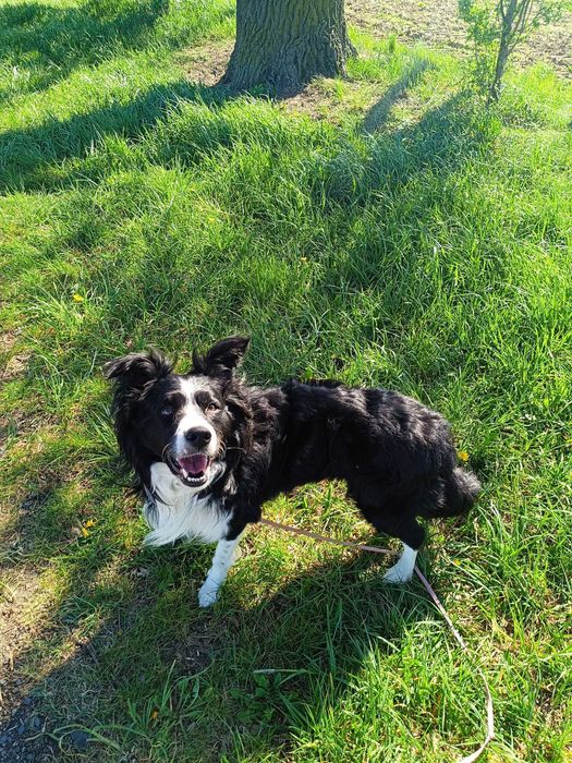 Marszal młody pies w typie border collie do adopcji