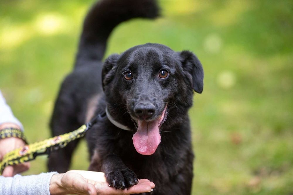 Słodki Kundelek szuka swojego Pana