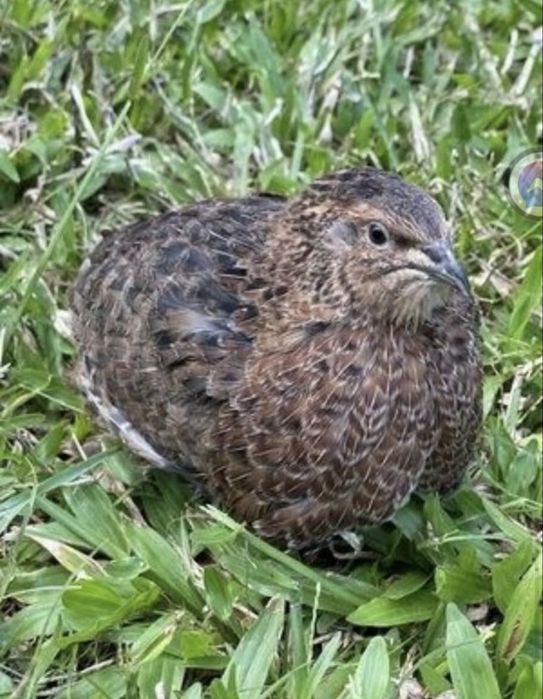 Ovos de codorniz