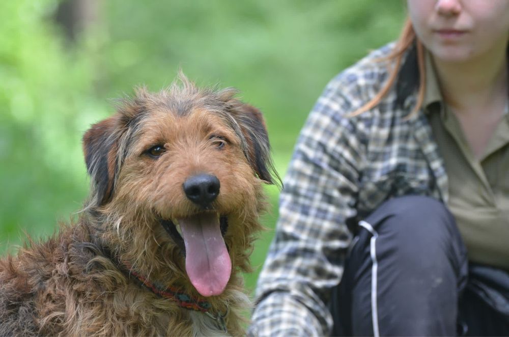 Ragnar- terier irlandzki do adopcji
