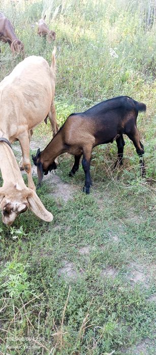 Козлики англонубійці