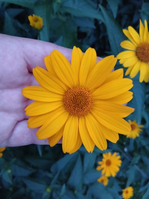 słoneczniczek szorstki (Heliopsis)