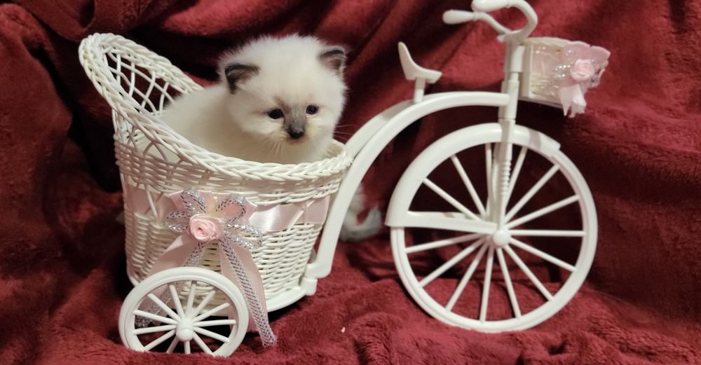 Ragdoll kocurek seal mitted