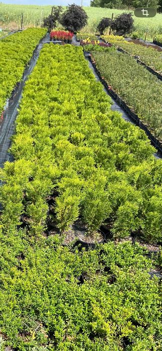 Danica tuja kulista Thuja occidentalis