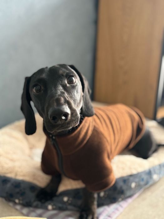 Вʼязка чорна такса, кобель