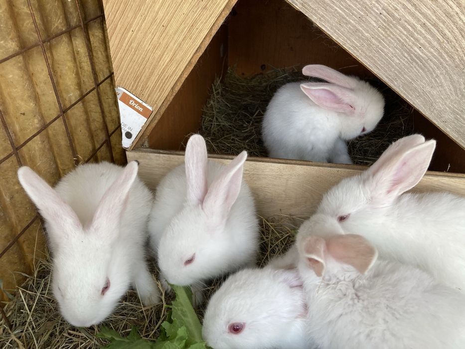 Кролиці та кріль, Термонська Біла та шиншилааа. Класні кролі