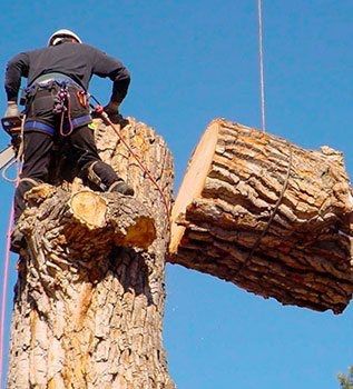Безплатно спилим Вам не нужные деревья