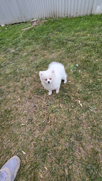 Spitz alemão branca fêmea