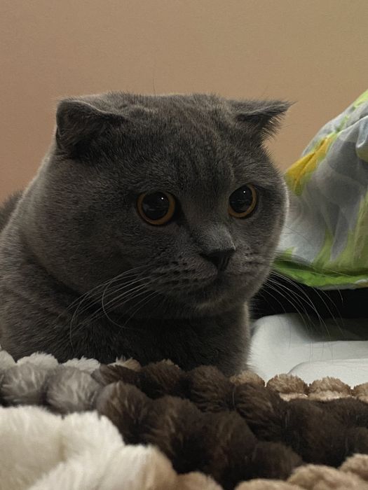 Вислоухий «Грей» для вязки