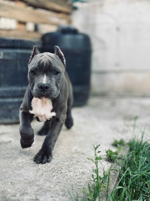 Кобель американского стаффордширского терьера АМСТАФФ АСТ щенок