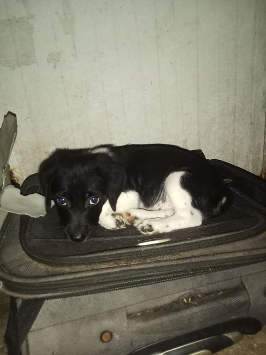 Cãezinhos para adoção