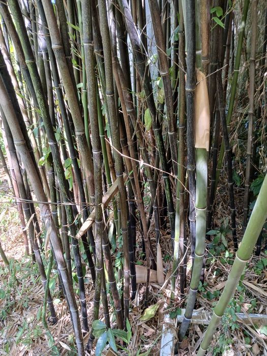 Vendo Bambu e canas