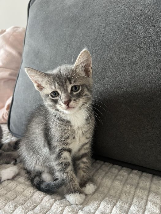 Кошенята 2 місяці
