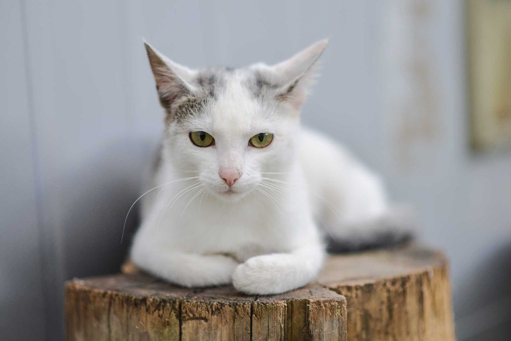 Joko - wyjątkowa kotka!