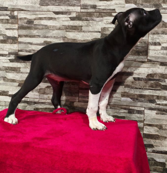 Fêmea American Staffordshire Terrier