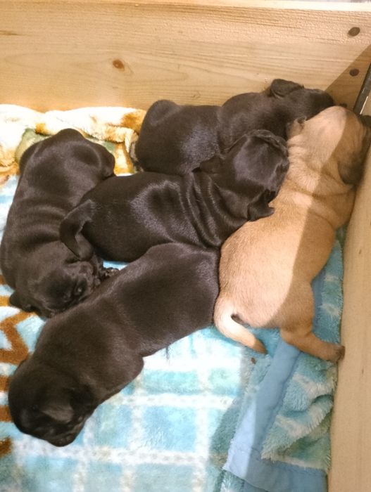 Piękne mopsiki czarne i beżowe