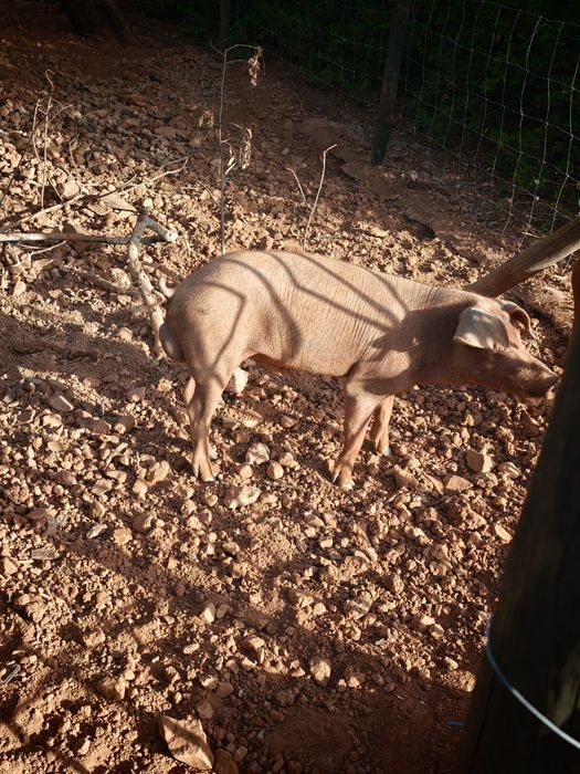 Troco por cabras anã