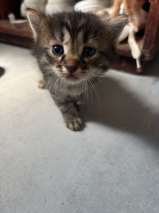 Кошенята шукають дім