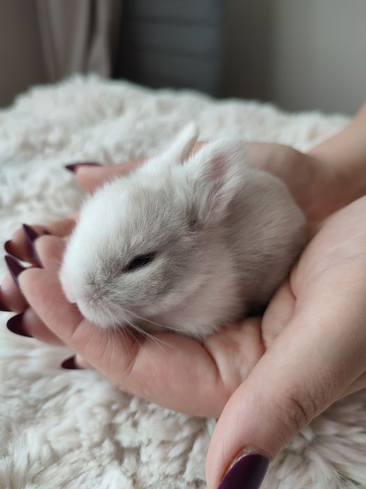 Króliczki miniaturki