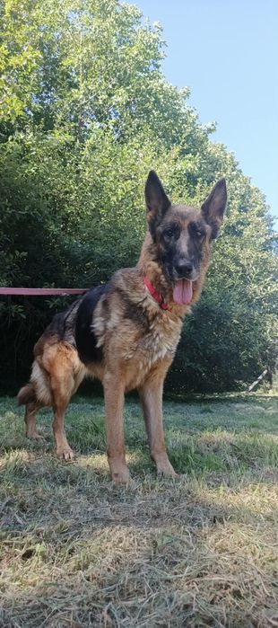Suczka w typie rasy owczarek niemiecki- adopcja